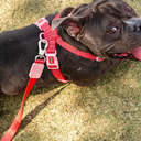 zooghy-dog-leash-red-glows-4.webp