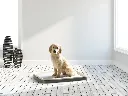 savic-puppy-trainer-kit-large-display (1).webp