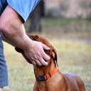 Strappy Dog Collar