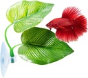 Betta Resting Leaf