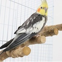 Bird Wood Ladder