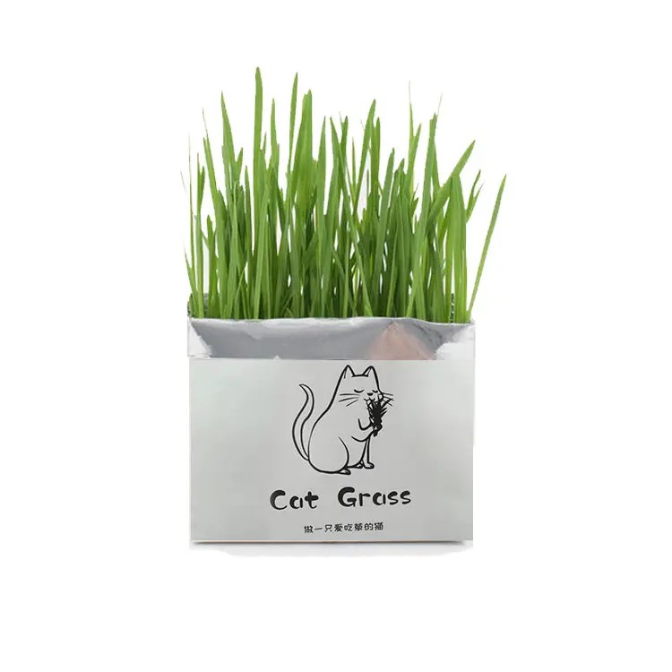 [32143] Cat Grass