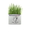 Cat Grass