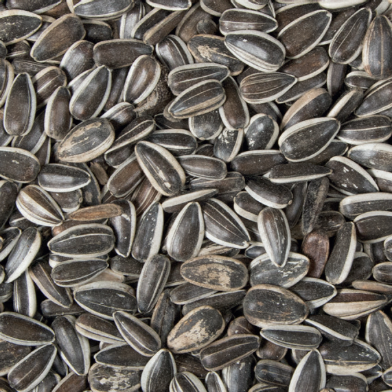 [28264] Sunflower Seeds 1kg