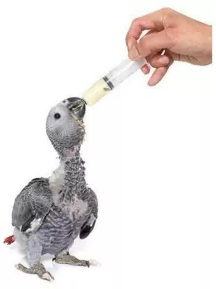 [32081] Syringe Feeder 12ml
