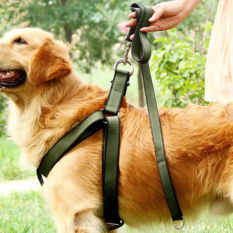 Big Dog Harness & Leash