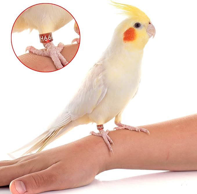 Bird Metal Foot Ring