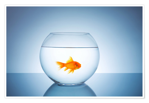 Fish Bowl