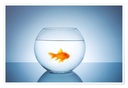 Fish Bowl